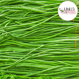 เมล็ดพันธุ์ถั่วฝักยาว 20 เมล็ด 9 บาท