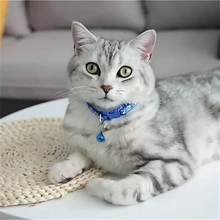 🐱🐶ปลอกคอสัตว์เลี้ยง +กระดิ่งแมว 8 สี แบบปรับขนาดได้ การระบุสัตว์เลี้ยง 🇹🇭พร้อมส่ง