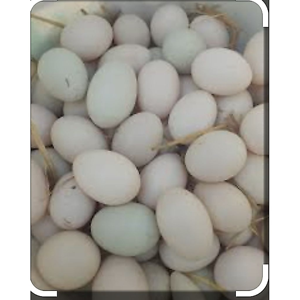 ไข่เป็ดบ้านออแกนิคเก็บสด(ไข่เป็ดเลี้ยงเอง)