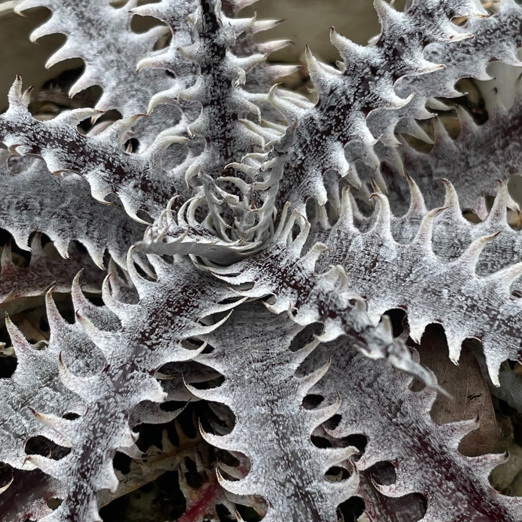 Dyckia All Star /ดิ๊กเกีย ขายกระถางละ 320 บาท
