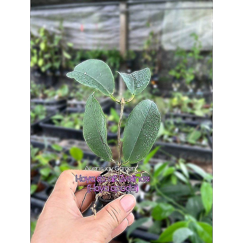 Hoya sp. aff. Evelinae (Hoya apoda) โฮยามาใหม่ โฮยาน่าสะสม จัดส่งในกระถางขนาด 1 นิ้ว