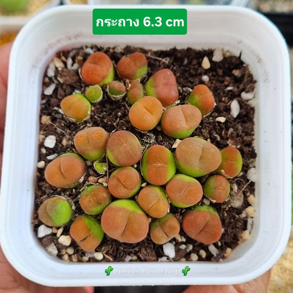 Conophytum หลากหลายแบบ พร้อมส่ง update 02 ส.ค. 69
