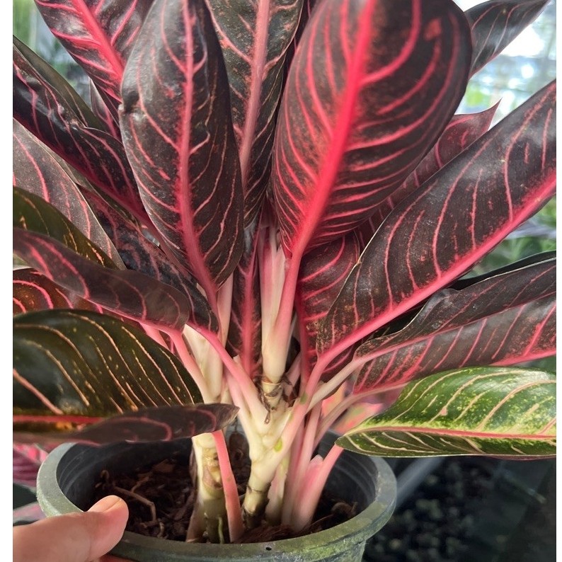 อะโกลนีมา บัลลังก์ทับทิม Aglaonema spp. ไม้มงคล กระถาง 8นิ้ว กอใหญ่