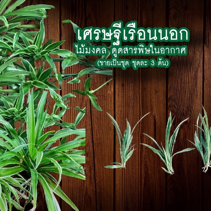 เศรษฐีเรือนนอก ไม้มงคล ดูดสารพิษในอากาศ (ขายเป็นชุด ชุดละ 3 ด้น)
