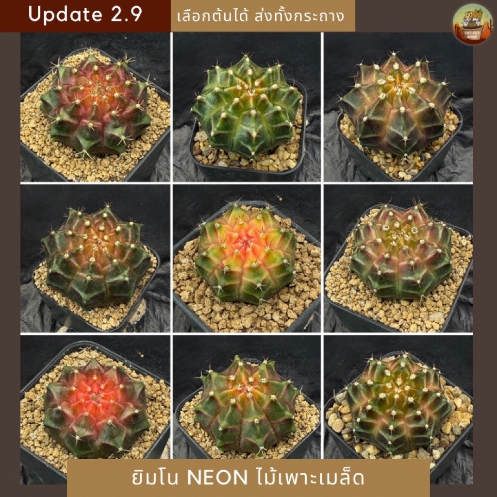 [ Update 2.9 ] ยิมโนนีออน ไม้เพาะเมล็ด NEON กระบองเพชร cactus จัดส่งทั้งกระถาง gymnocalycium