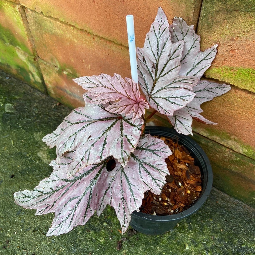 บีโกเนีย ละมุน(Begonia Lamoon) มีใบสีชมพูอ่อนถึงสีเงินวาว ตัดกับเส้นใบสีเขียวเข้มหรือสีน้ำตาลเข้มอย่างชัดเจน