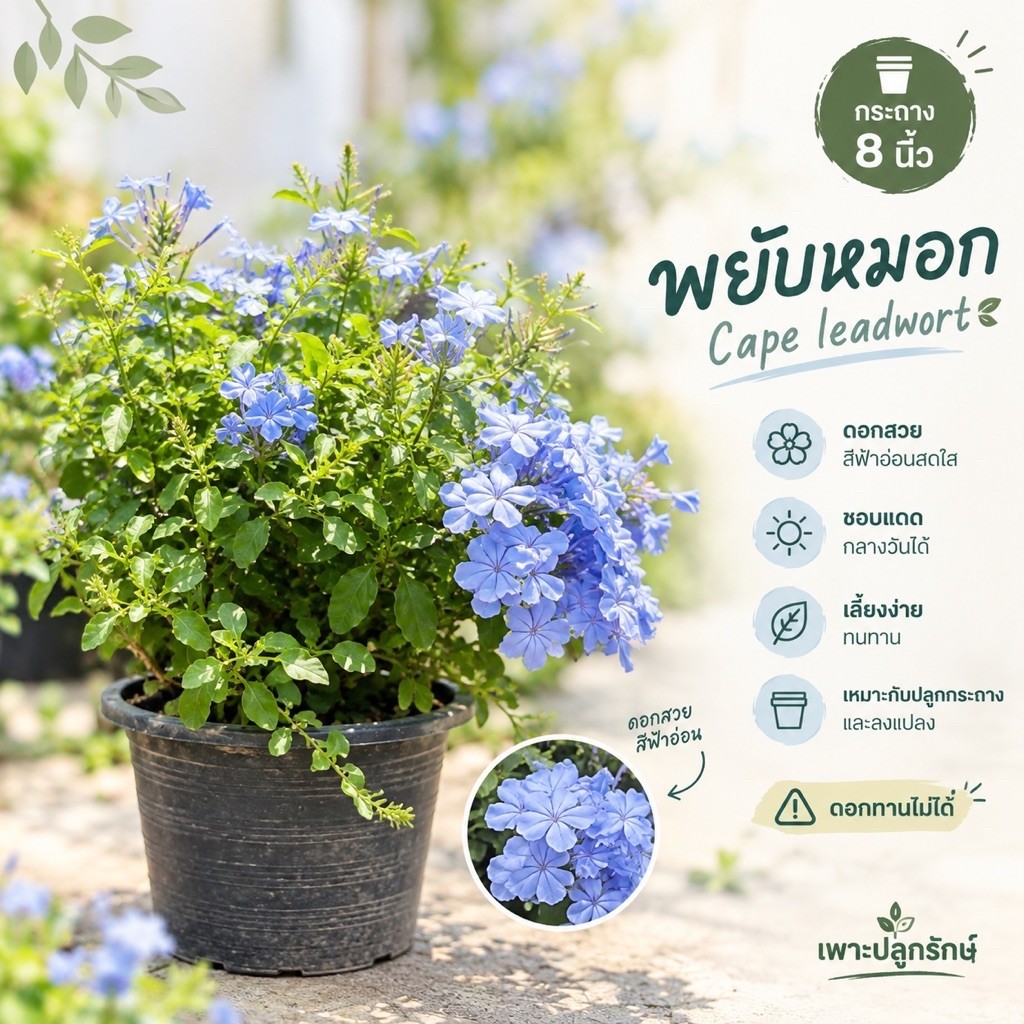 ต้นพยับหมอก (Cape Leadwort /เจตมูลเพลิงฝรั่ง  ไม้พุ่ม โตเร็ว เลี้ยงง่าย