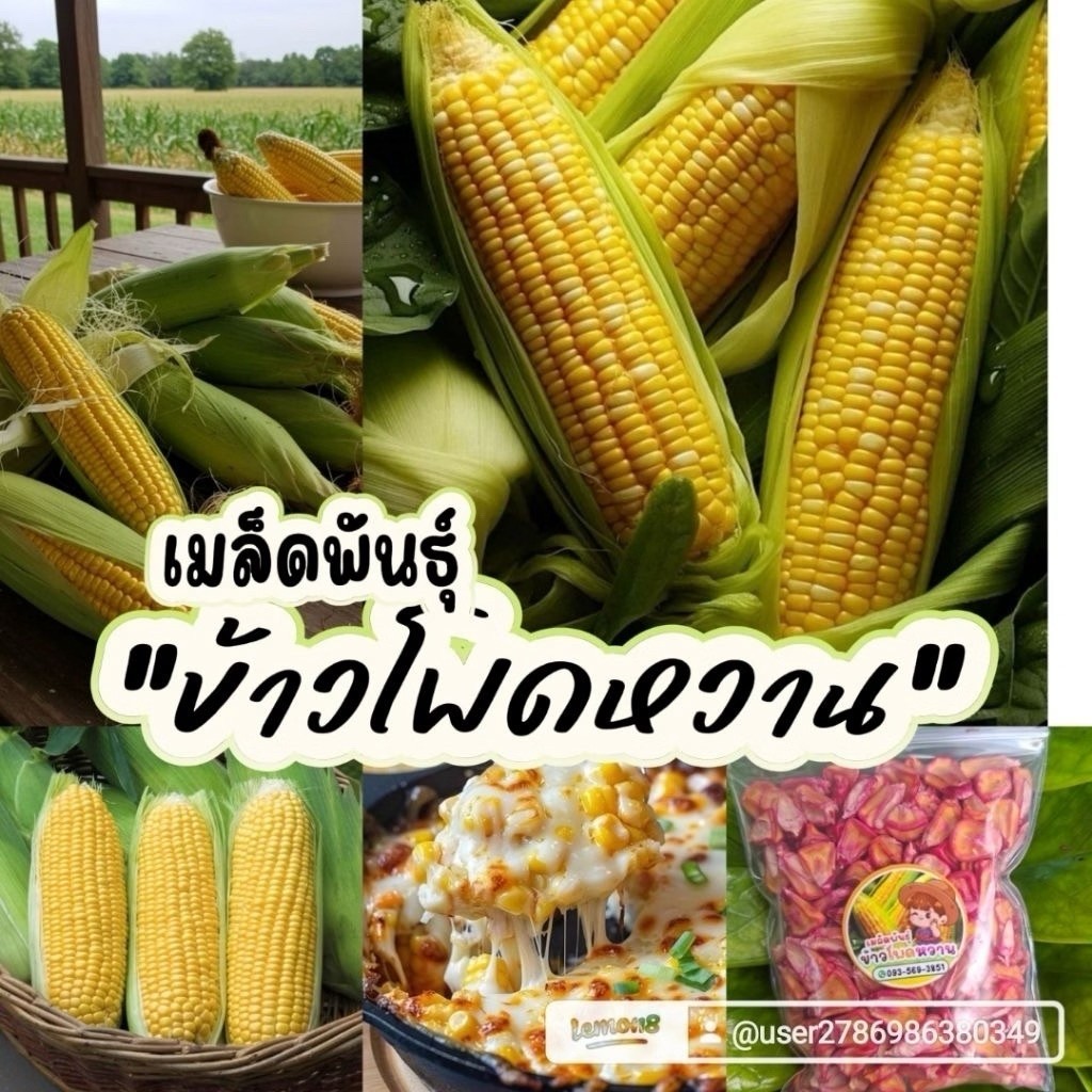 เมล็ดพันธุ์ข้าวโพดหวาน 300 เมล็ดราคา 49 บาทซื้อ2 แถม1