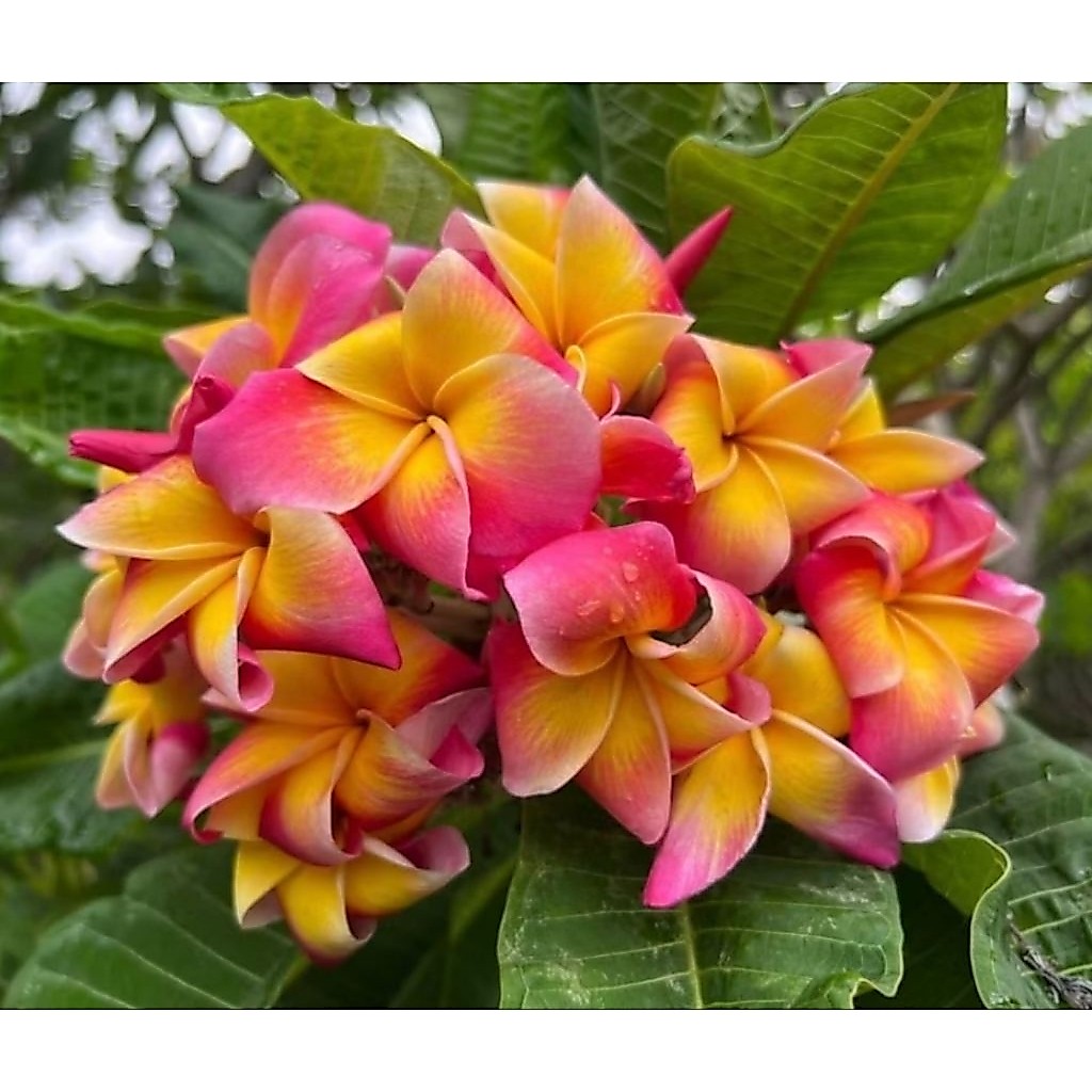 ลีลาวดี ไดอะน่า Plumeria Diana ดอกสีชมพูเหลือง