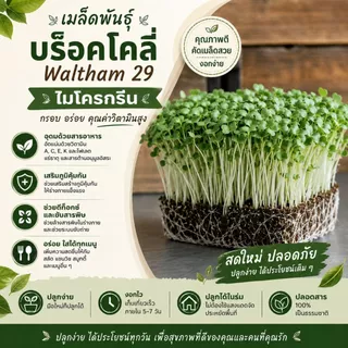 เมล็ดบรอกโคลี ไมโครกรีน Waltham 29 | Broccoli Microgreen Seeds | Non-GMO | 2g 5g 10g
