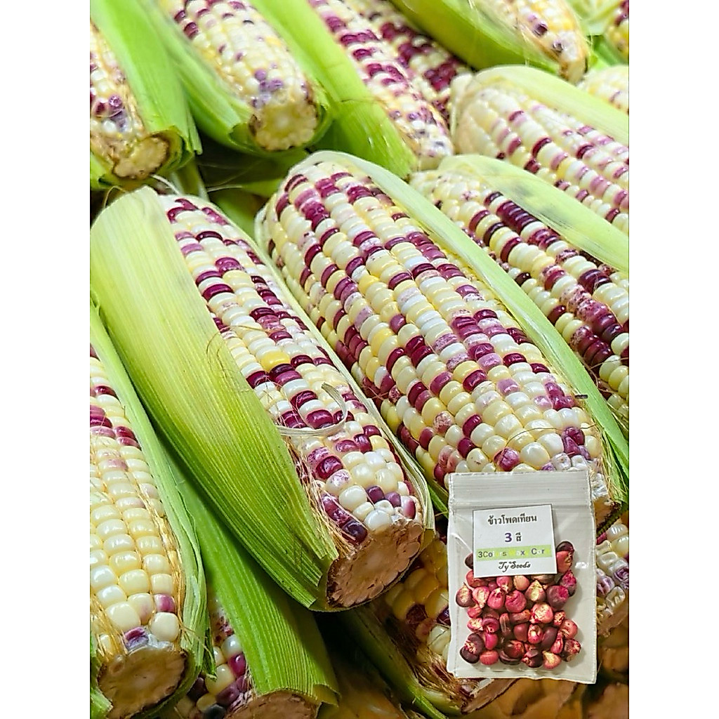 เมล็ดพันธุ์ ข้าวโพดเทียน-3สี 50 เมล็ด ซื้อ แถม2 คละได้ เมล็ดใหม่ อัตรางอกสูง