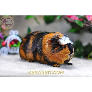 CavyO Suitab For ALL GUINEAPIG1kgอาหารหนูเควี(แกสบี้หนูตะเภาวิตามินซีสูงใช้วิตามินซีคุณภาพดีที่คงอยู่ให้เม็ดอาหารได้จริง