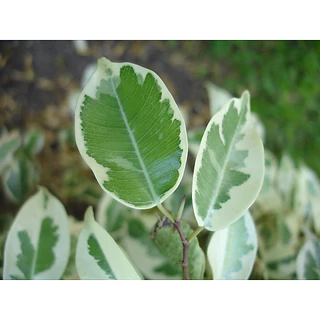 ปุ๋ย ไม้ฟอกอากาศ ไม้มงคล ไม้ด่าง Air Purifying Plants สำหรับไม้ใบ ทุกชนิด #บอน #ฟิโล #มอนสเตอร่า