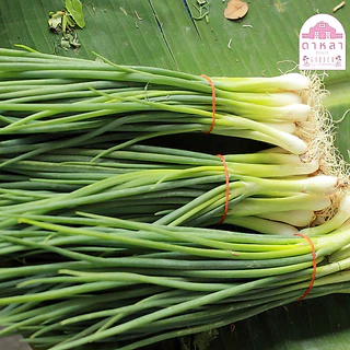 เมล็ดต้นหอม 500 เมล็ด