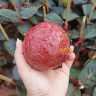 ฝรั่งแดงอโยธยาเบอร์3แท้100%สูง40-60เซ็น ต้นเสียบยอดบนตอโอกินาว่า/KU แท้ ราคา/ต้น ใบแดงผลแดงผิวแดงหวานสวยอร่อย