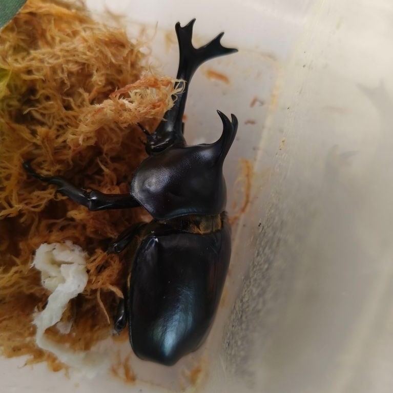 หนอนด้วงมูดำ คาบูโตะไทย Allomyrina dichotoma politus โตไวกินเก่ง