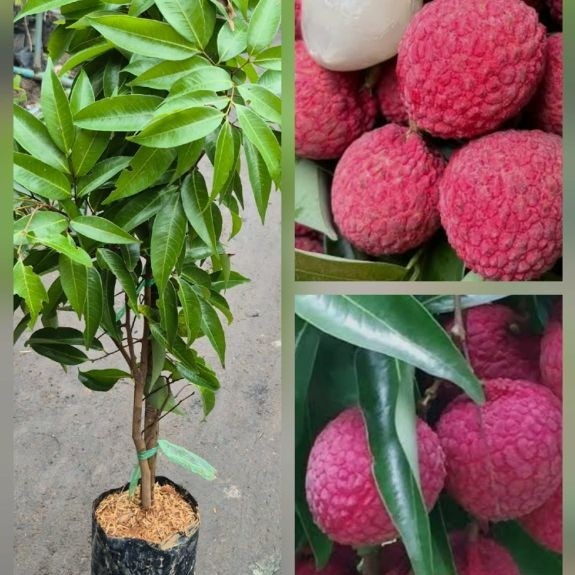 ต้นลิ้นจี่จักรพรรดิ์ ผลใหญ่เนื้อหนารสหวาน สูง70-90ซ.ม แบบกิ่งตอน