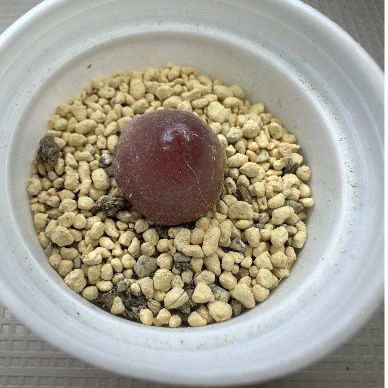 ต้นเยลลี่ โคโนไฟตัม เบอเกอรี่ กระถาง5cm. conophytum burgeri พร้อมส่ง ไม้อวบน้ำ