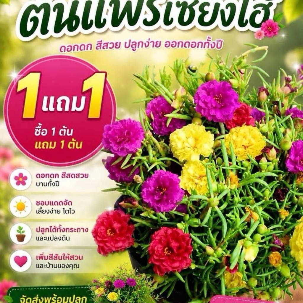 คุณนายตื่นสาย/แพรเซี่ยงไฮ้คละสี 1แถม1 พร้อมกระถาง6นิ้ว
