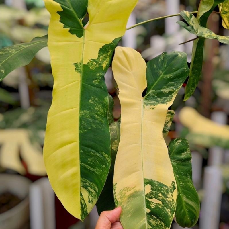 ฟิโลเดนดรอนไฮบริด กุ้ง x พาไรโซ่ (Philodendron Florida Beauty x Paraiso Verde)