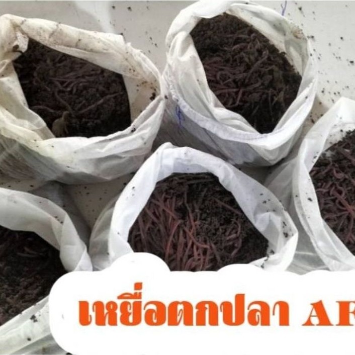 เหยื่อสดตกปลา AF ขนาดบรรจุ 0.5 กิโลกรัม