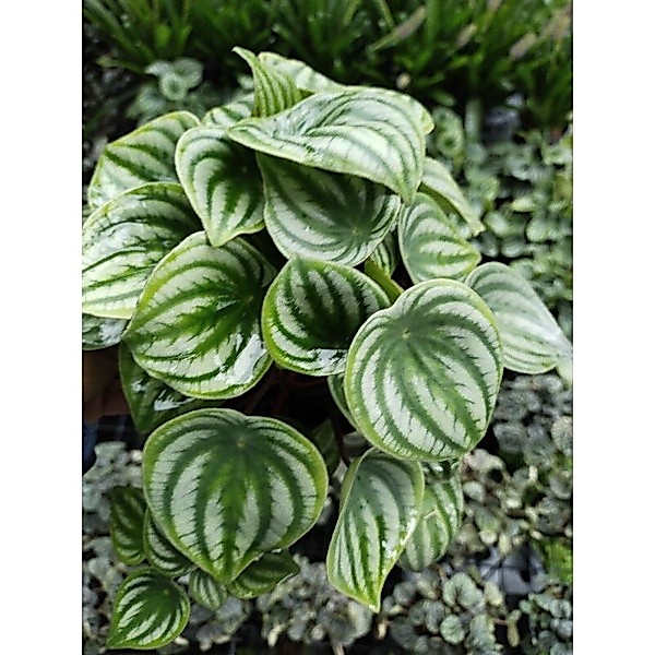 เปปเปอร์โรเมียลายแตงโม ก้านแดง Peperomia argyreia กระถาง6นิ้ว