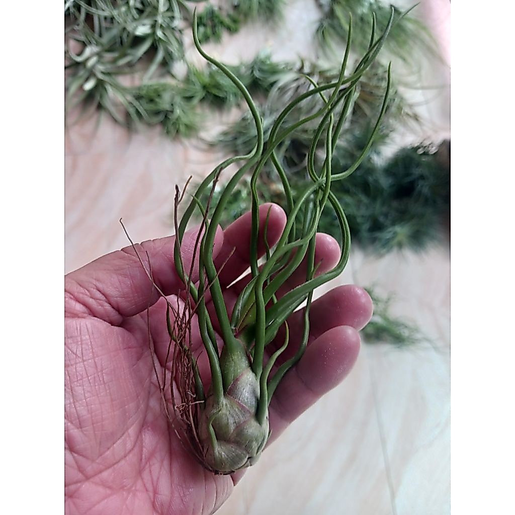 Airplant-T. bulbosa*