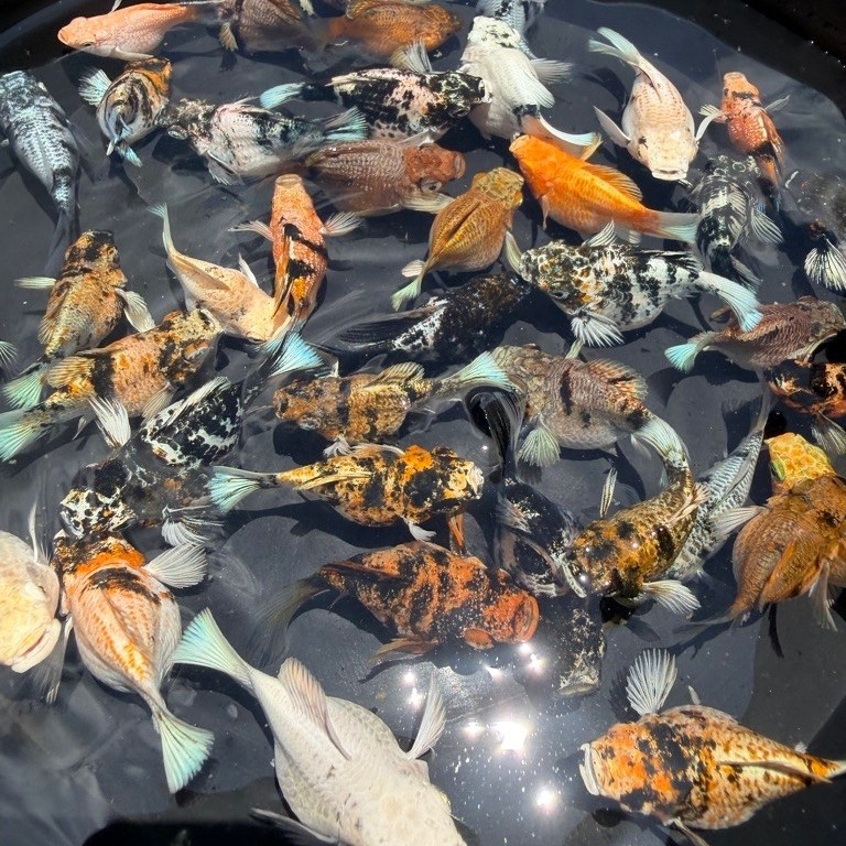 ปลาบอลลูนคละสี เพศเมีย ผสมไปให้แล้ว(3ตัว) (จัดส่งฟรี)