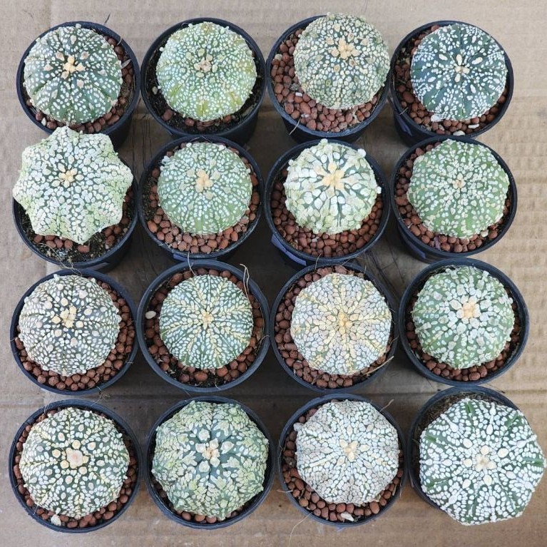 แอสโตรไฟตั้ม ลูกซุปเปอร์ astrophytum