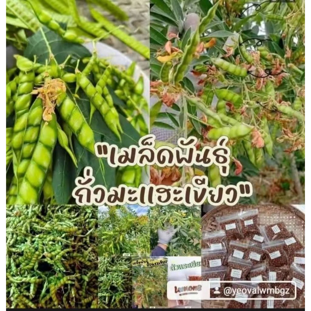 เมล็ดพันธุ์ถั่วมะแฮะเขียว บรรจุ 200เมล็ด29บาท ซื้อ2แถม1
