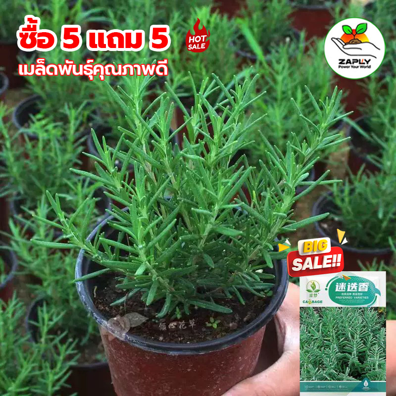 【ซื้อ 5 แถม 5 ฟรี】เมล็ดพันธุ์ โรสแมรี่ Rosemary Seed 20 เมล็ด คุณภาพดี ของแท้ 100%