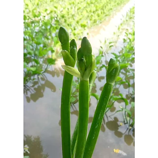เมล็ดพันธุ์ ผักพายใหญ่ ผักก้านจอง ปลูกง่าย โตเร็ว เก็บผลผลิต ได้ทั้งปี (ซื้อ 10 แถม 1 คละได้)