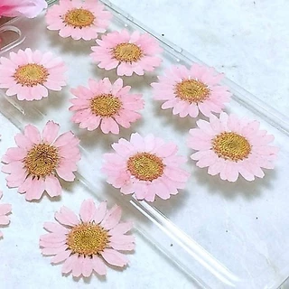ดอกไม้จริงทับแห้ง ดอกเดซี่ Daisy แต่งเคสโทรศัพท์เรซิ่น เครื่องประดับต่างๆ diy ขนาด 2.5-3 cm