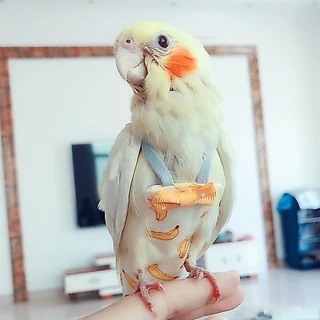 Smartsimple Parrot ผ้าอ้อมเที่ยวบินชุดนกเสื้อผ้าสําหรับนกแก้วนกแก้วนกแก้ว Pigeon ขนาดกลางขนาดใหญ่สัตว์เลี้ยงนก G6H2