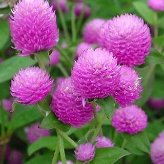 GEMI บานไม่รู้โรย100 เมล็ด🌸ซื้อ 5 แถม 5 ฟรี