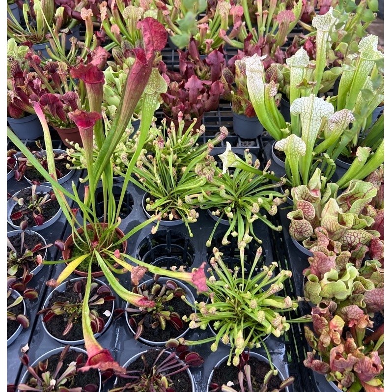 ต้นไม้กินแมลง ซาลาซีเนีย Sarracenia กระถาง 10.5 ซม ไม้นำเข้า
