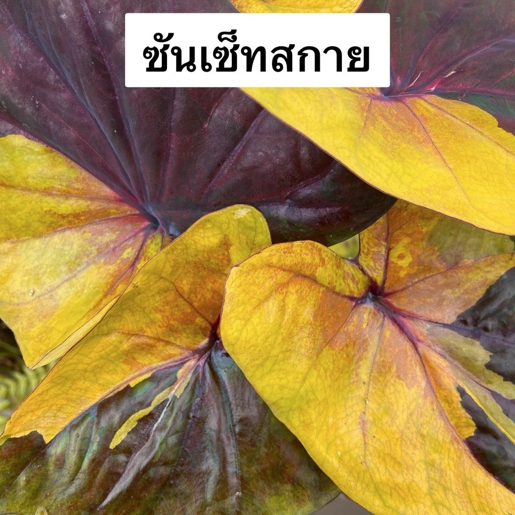 ซันเซทสกาย บอนสี บอนด่าง เหลือง น้ำตาล ใบใหญ่สวย กระถาง 4 นิ้ว