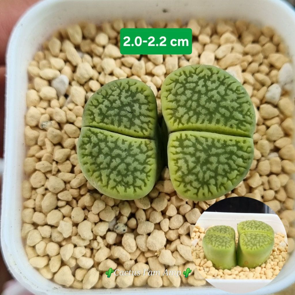 ไลทอป Lithops. คัดหน้าสวยๆ ส่งทั้งกระถาง (อัพเดท 12 -07-69) พร้อมส่ง