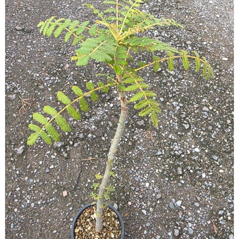 ไม้ยางหอมBoswellia Bullata