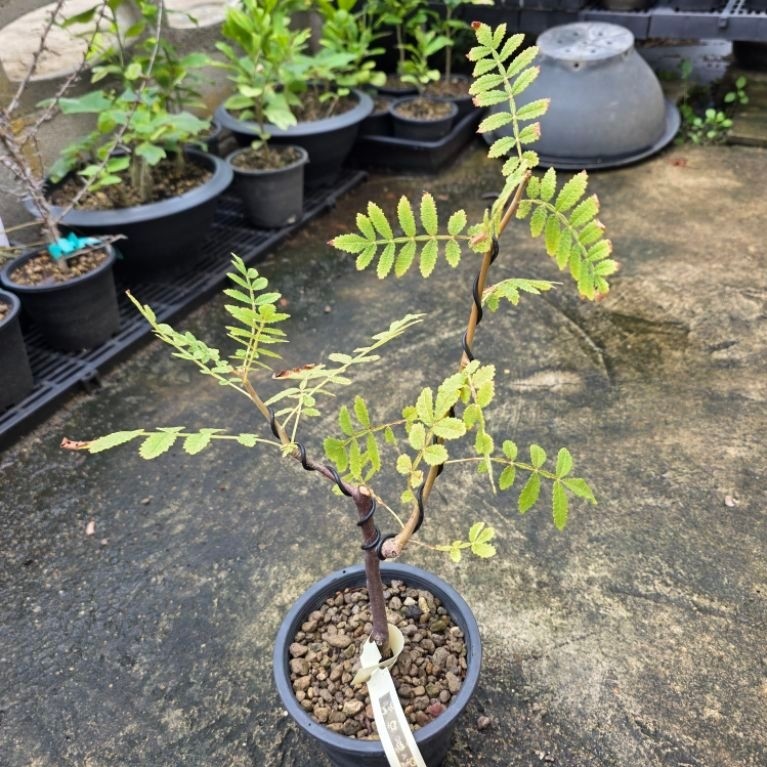 ไม้ยางหอม Bursera coppallifera