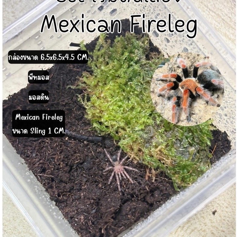 Set กล่อง + Mexican Fireleg