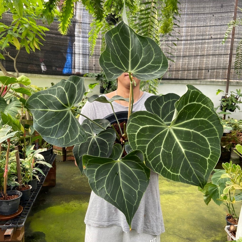 หน้าวัวใบหัวใจ (Anthurium Clarinervium) ป็นไม้ใบประดับตระกูลหน้าวัวมีจุดเด่นที่ใบรูปทรงหัวใจสีเขียวเข้มผิวสัมผัสกำมะหยี่
