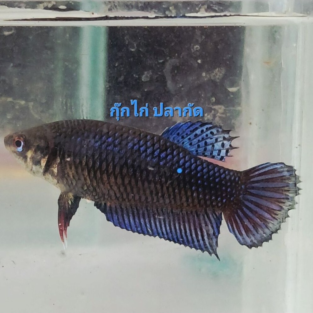 ปลากัดหม้อมาเลย์(เมียพร้อมรัด)