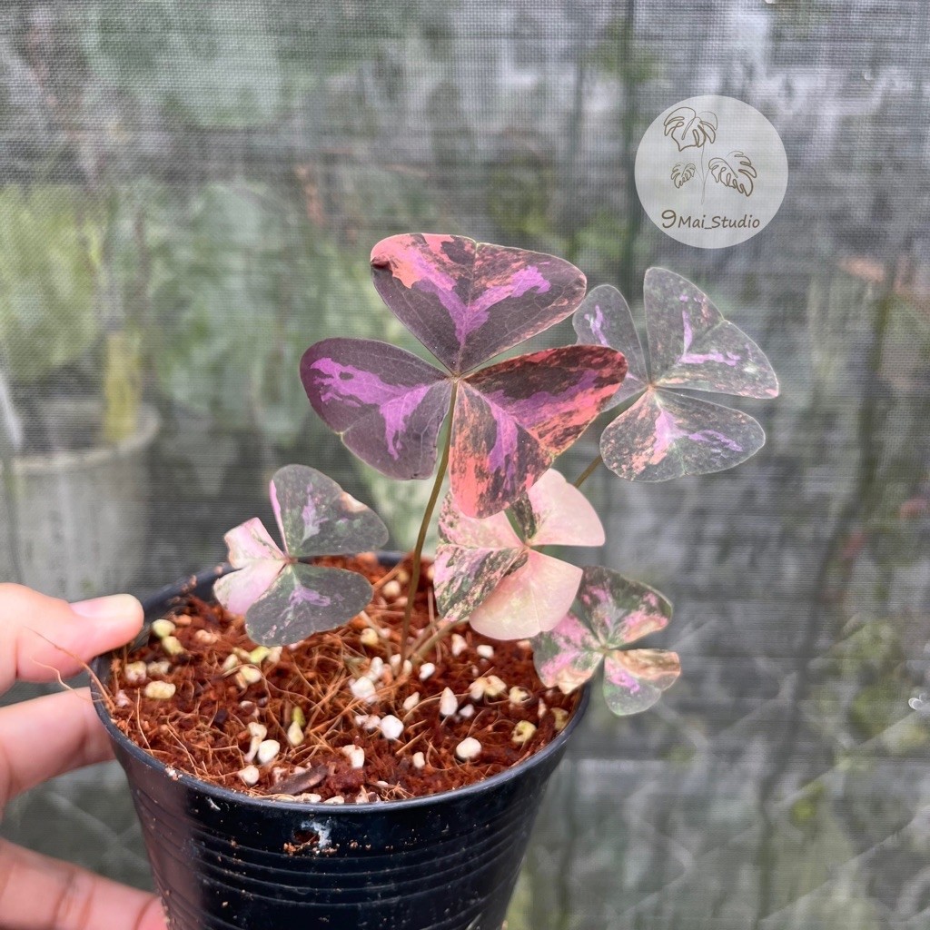 ต้นผีเสื้อราตรีด่าง - Oxalis triangularis variegated 🌿