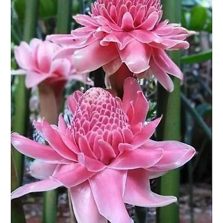 ดาหลาสีชมพู1หน่อขนาดเล็กขุดสดไม้ประดับ
