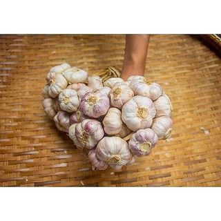 กระเทียมไทยกลีบม่วง 500 กรัม กระเทียมม่วงศรีสะเกษ คัดพิเศษ ครึ่งกิโลกรัม