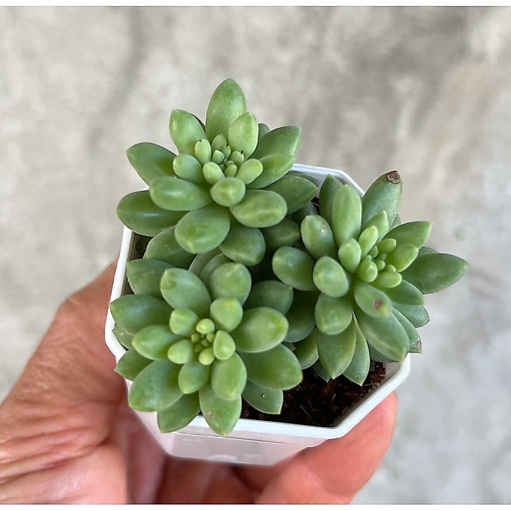 Sedum 'Canny Hinny' ไม้อวบนำ้ น่ารักๆ กระถาง 2 นิ้ว