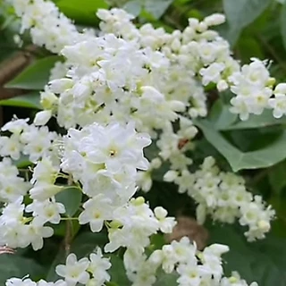 ต้นลัดดาวัลย์🌿ไม้เลื้อยหอมดอกขาวคล้ายหิมะ🌸สูง40-60 ซมถุง6นิ้ว