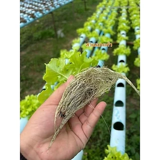 ปุ๋ยน้ำ AB ไฮโดรโปนิกส์ สูตรเข้มข้น(1:100) ขนาด 5 ลิตร(A5L+B5L) **ฟรีไซริงค์ Nipro1อัน**