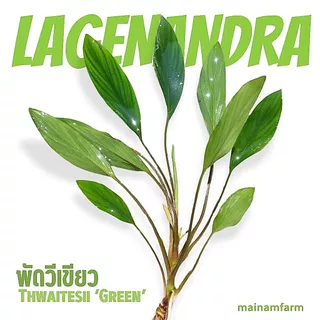 พัดวีเขียว เลือกขนาดได้ ต้นไม้น้ำ - Lagenandra Thwaitesii ‘Green’